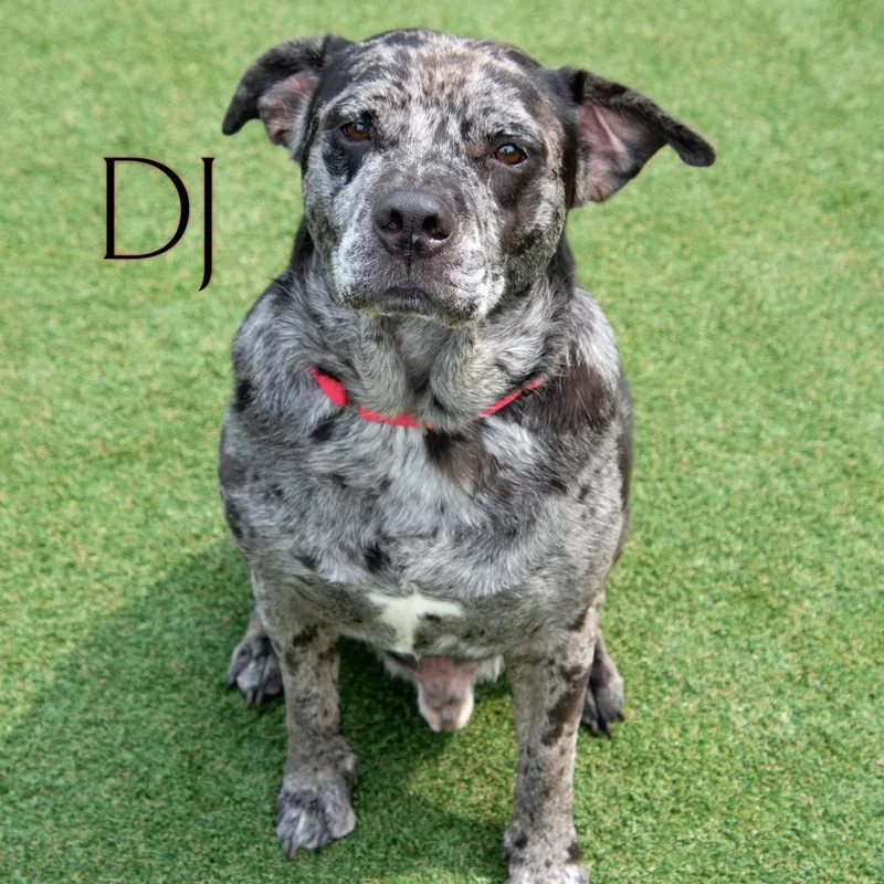 Dj