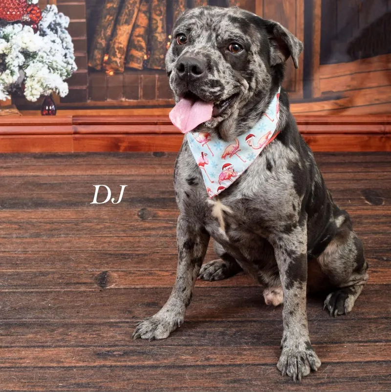 Dj thumbnail 2