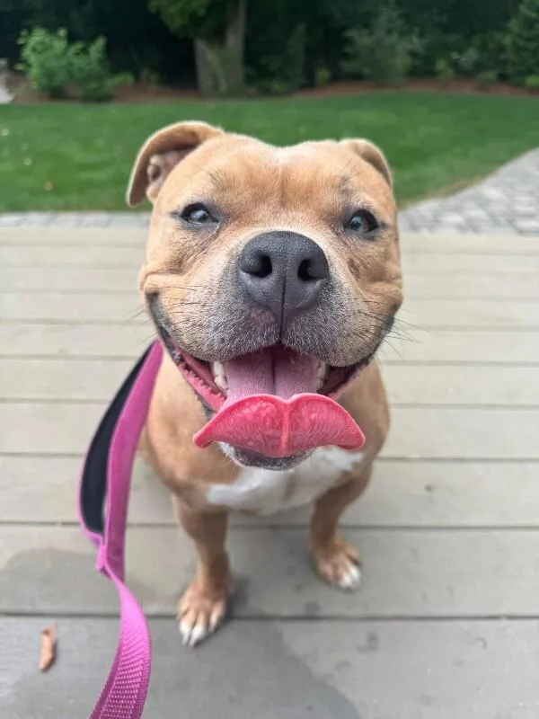 An adult medium-sized female Yellow / Tan / Blond / Fawn Mixed Breed dog named Dairy Queen for adoption in Cincinnati, OH