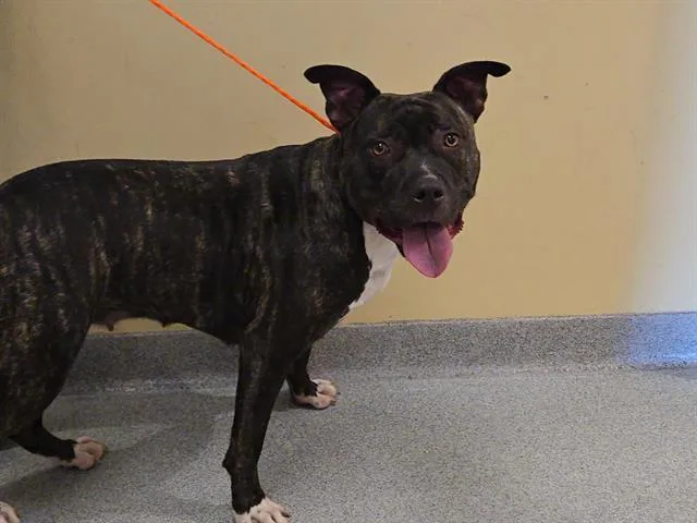 A young large-sized female Pit Bull Terrier dog named Sophia for adoption in Tustin, CA