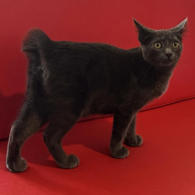 A baby medium-sized female Gray / Blue / Silver Domestic Short Hair cat named Beignet for adoption in Monroe, NC
