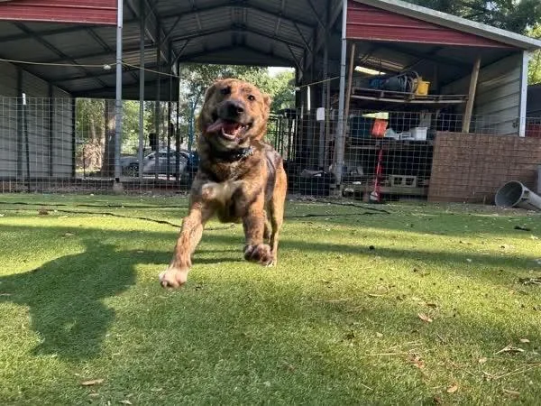 Lola The Sweet