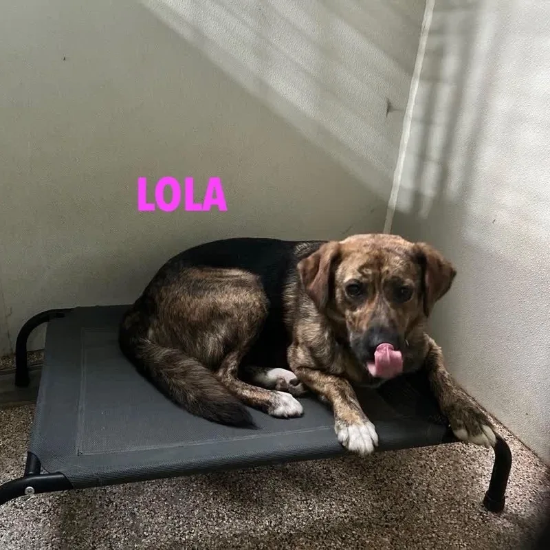 Lola  The Sweet thumbnail 3