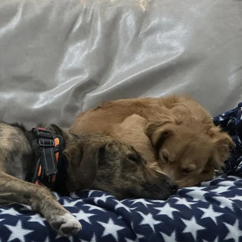 Lola  The Sweet thumbnail 5