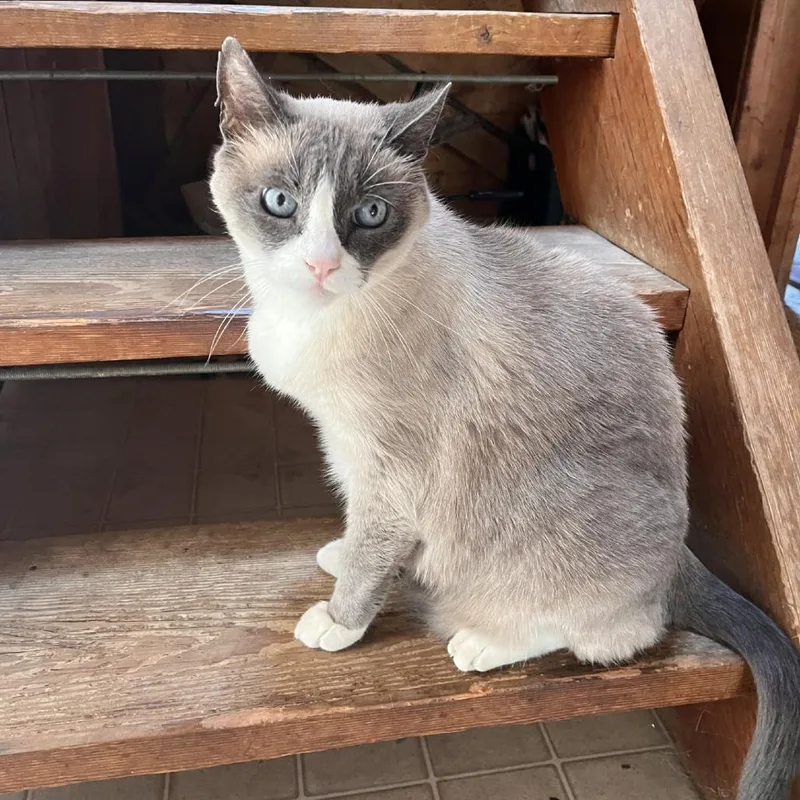 Sterling
