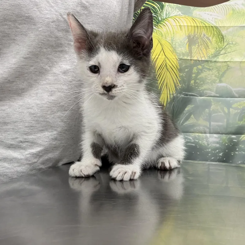 A baby medium-sized male Domestic Short Hair cat named Shane for adoption in Hamilton, NJ