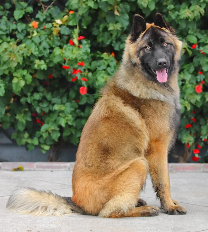 A young large-sized male Black German Shepherd Dog dog named Webster Von Wildau for adoption in Los Angeles, CA