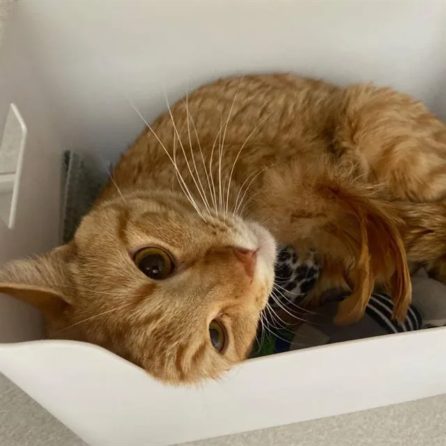 A young large-sized male Domestic Short Hair cat named Atesh for adoption in Aurora, CO