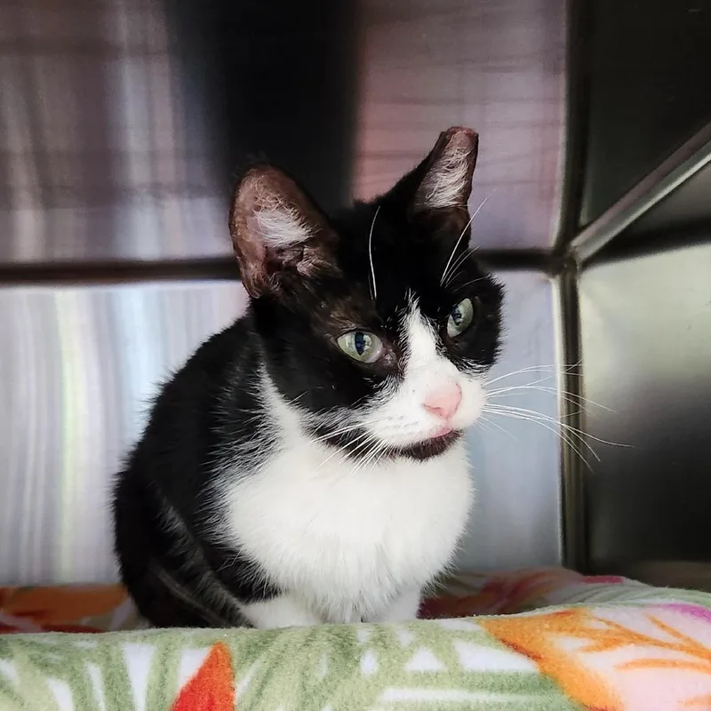 A senior medium-sized female Black Domestic Short Hair cat named Ghoulia Yelps for adoption in Grand Rapids, MI