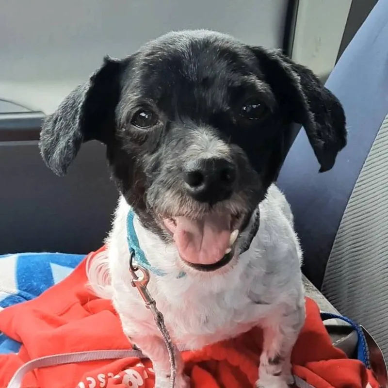 A senior small-sized male White / Cream Havanese dog named Ernie for adoption in Olathe, KS