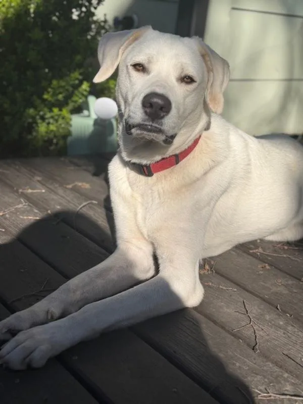 Patty Mayonnaise thumbnail 2