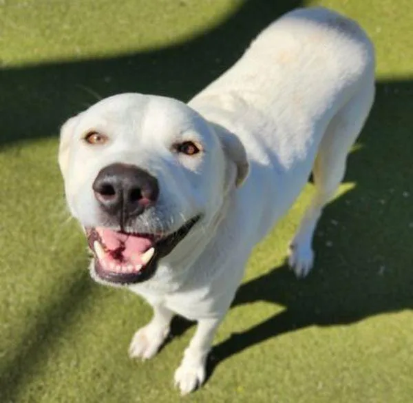 Patty Mayonnaise thumbnail 3