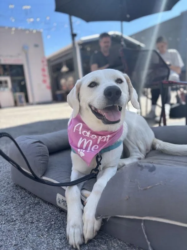 Patty Mayonnaise thumbnail 4