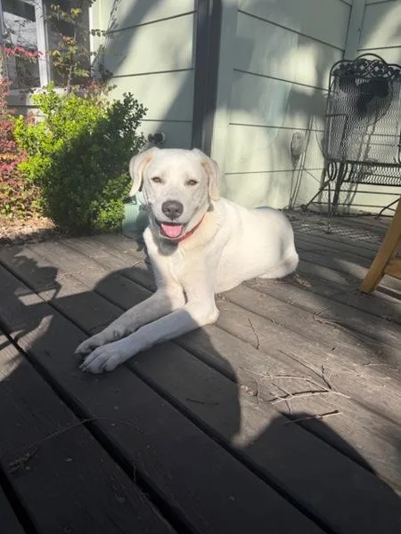 Patty Mayonnaise thumbnail 5