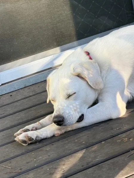 Patty Mayonnaise thumbnail 6