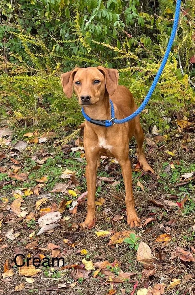 A young medium-sized female Mixed Breed dog named Cream for adoption in Lawrenceburg, TN