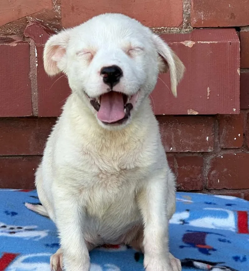 A baby large-sized female White / Cream Mixed Breed dog named Sadie for adoption in Groveland, MA