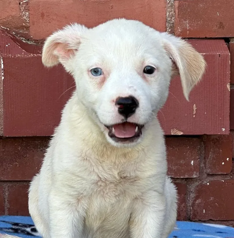 Sadie thumbnail 2