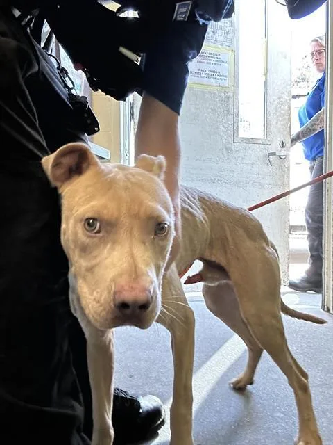 A young medium-sized male Pit Bull Terrier dog named Shona for adoption in Sacramento, CA