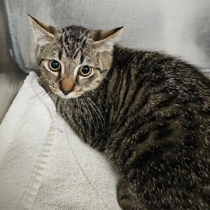 A baby small-sized male Brown / Chocolate Domestic Short Hair cat named Stefan for adoption in Martinsville, VA