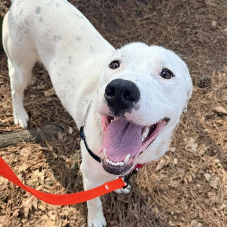 An adult large-sized male White / Cream Mixed Breed dog named Bodhi for adoption in Durham, NC