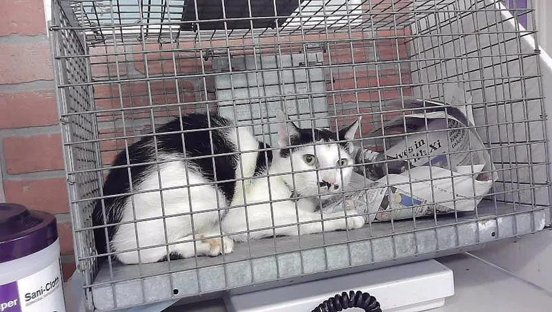 A young medium-sized male Domestic Short Hair cat named Moostache for adoption in Houston, TX