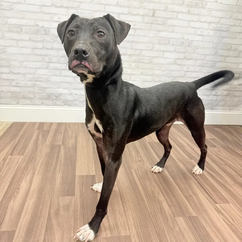 Sir Benedict Barkley