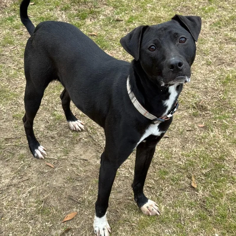 Sir Benedict Barkley thumbnail 2