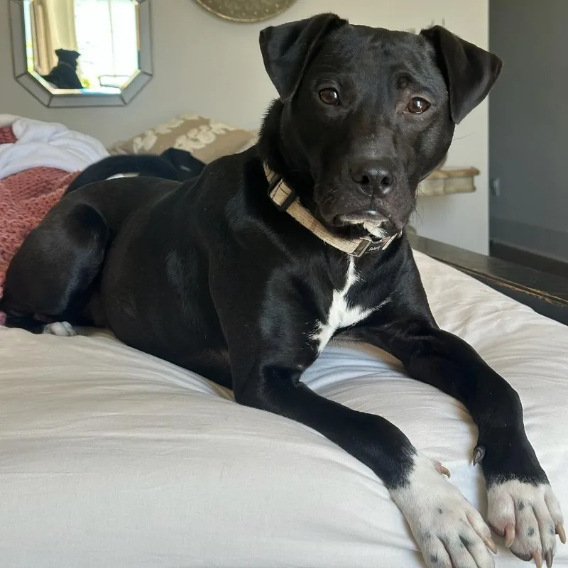 Sir Benedict Barkley thumbnail 3