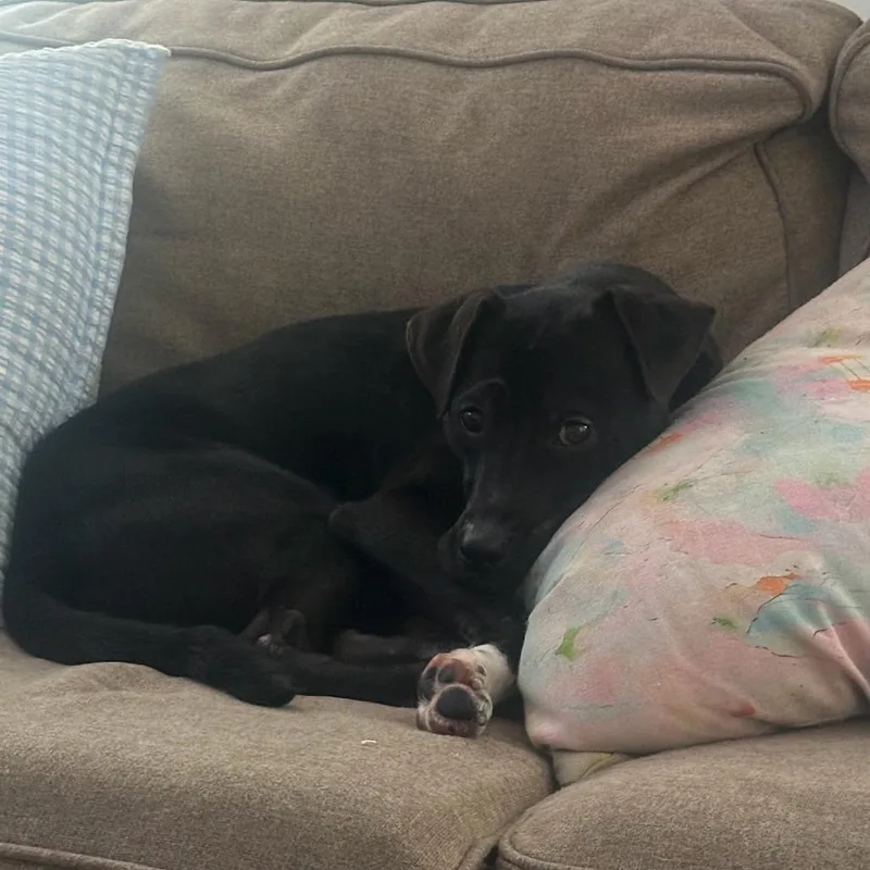 Sir Benedict Barkley thumbnail 4