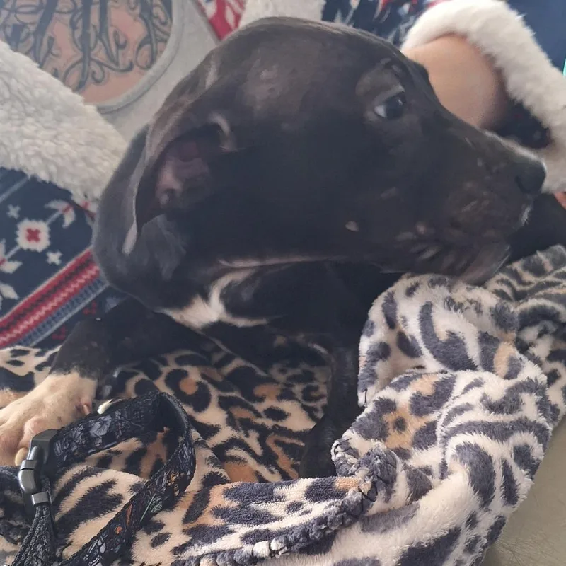 Sir Benedict Barkley thumbnail 5