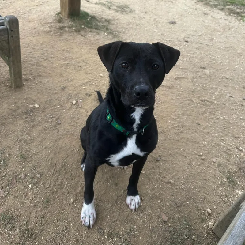 Sir Benedict Barkley thumbnail 6