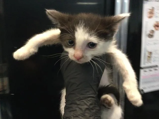 A baby small-sized female Domestic Short Hair cat named Sky for adoption in Thousand Palms, CA