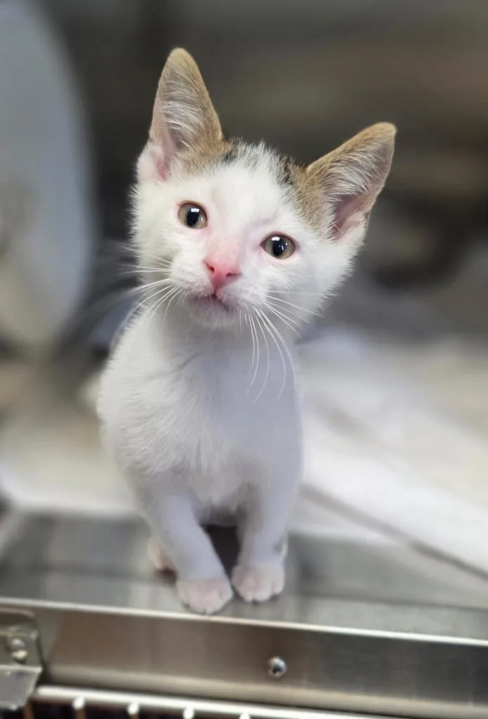A baby small-sized male Domestic Short Hair cat named Donald Duck for adoption in Detroit, MI