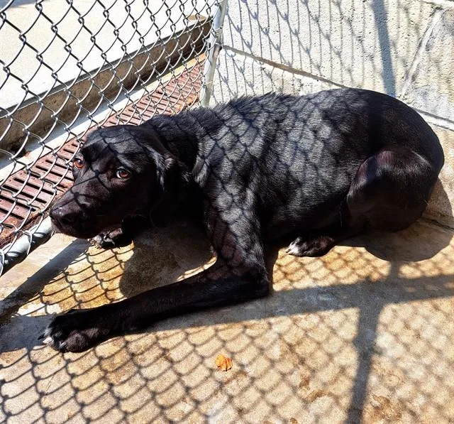 A young medium-sized female Labrador Retriever dog named Coco for adoption in Easton, MD