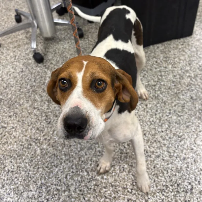 An adult medium-sized female Brown / Chocolate Foxhound dog named Hizzie for adoption in Morganton, NC