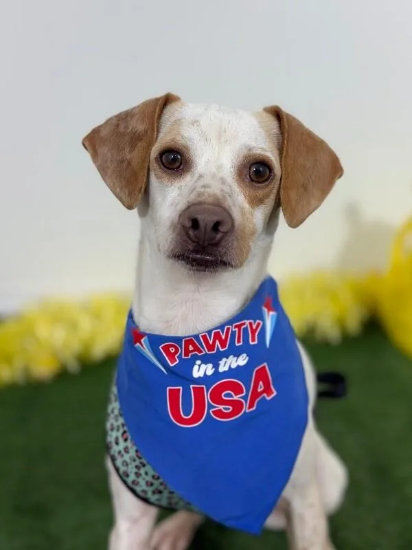 A young medium-sized male White / Cream Jack Russell Terrier dog named Waffles for adoption in Carlsbad, CA