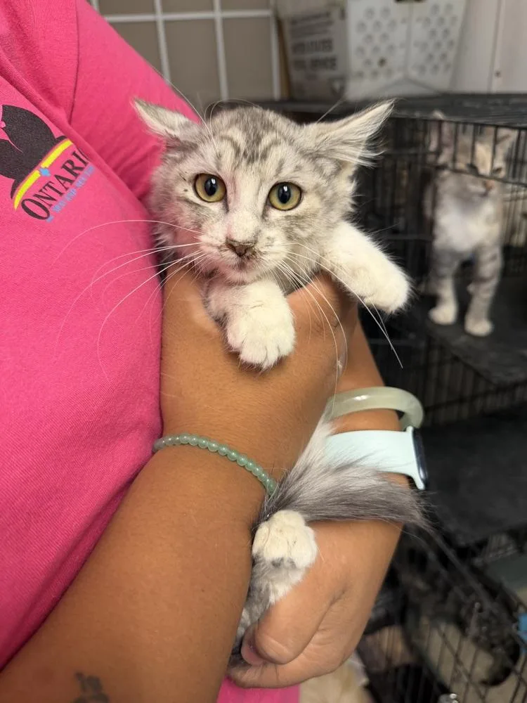 A young small-sized female Gray & White Domestic Short Hair cat named Ivy for adoption in Ontario, CA