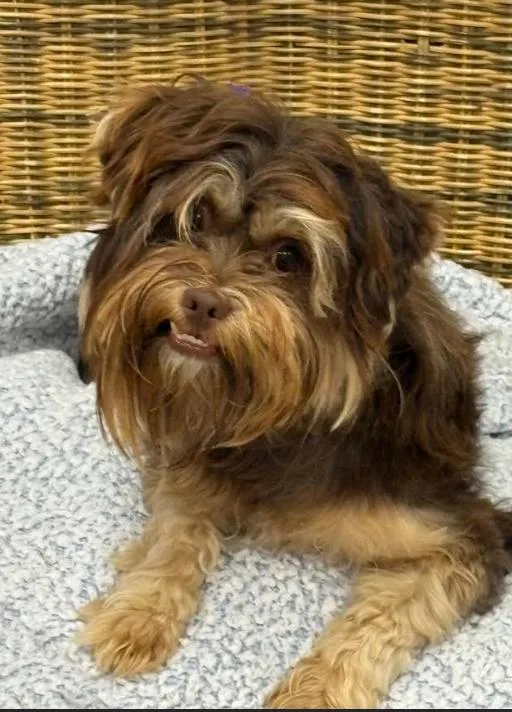 A young small-sized male Yorkshire Terrier dog named Bryce In Tx for adoption in Cranston, RI