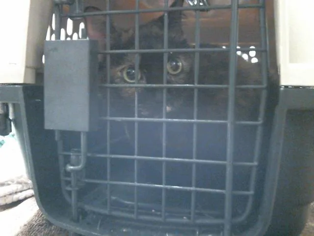 An adult large-sized female Domestic Short Hair cat named A for adoption in Houston, TX