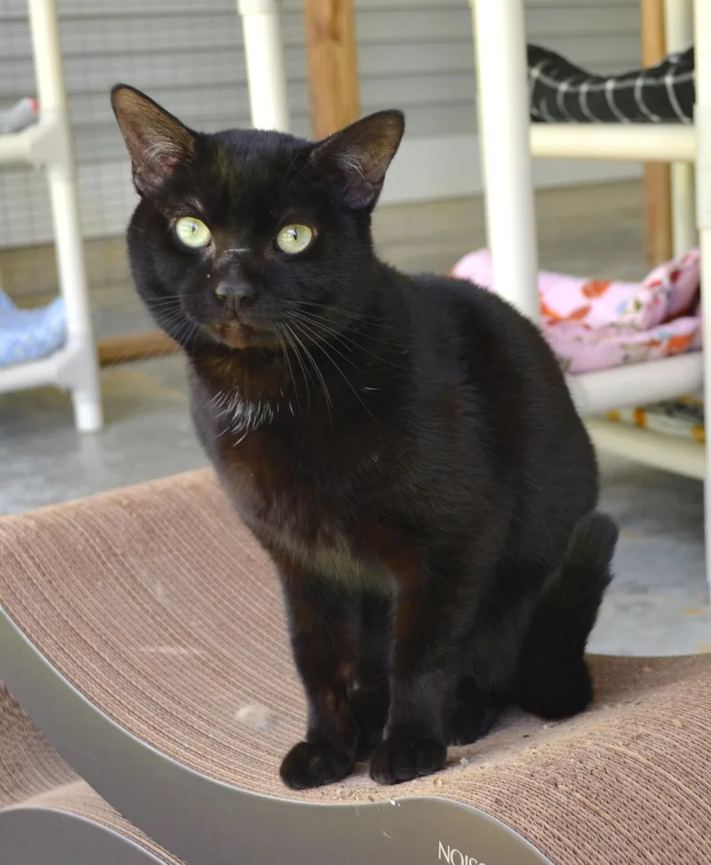 A young medium-sized male Black Domestic Short Hair cat named Nike for adoption in Westbrook, CT