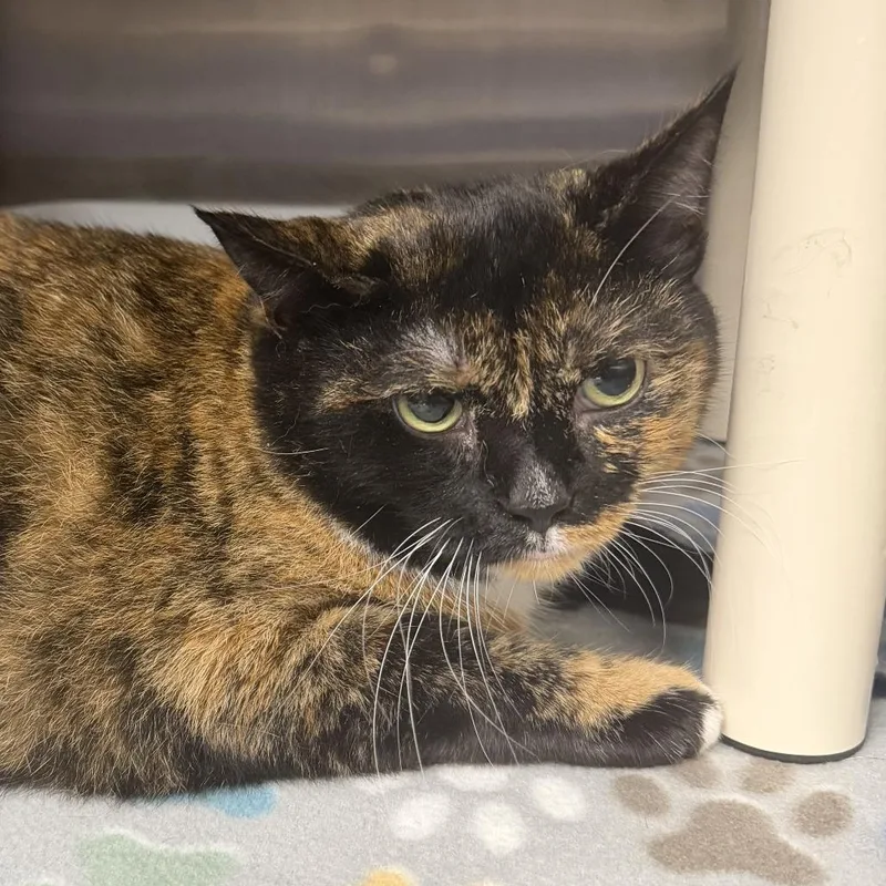 An adult large-sized female Tortoiseshell Domestic Short Hair cat named Pearl for adoption in Marion, VA