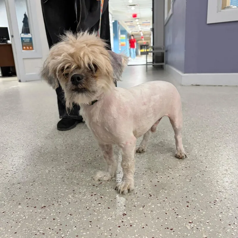An adult small-sized male Shih Tzu dog named Matt for adoption in Indianapolis, IN