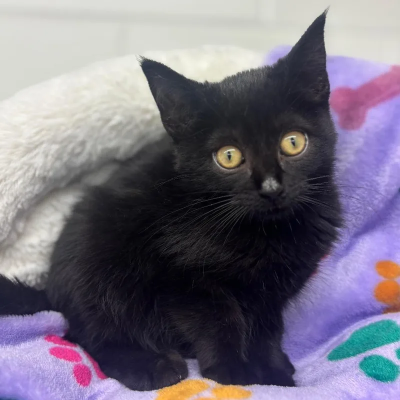A baby small-sized female Black Domestic Short Hair cat named Kathleen for adoption in Marshalltown, IA