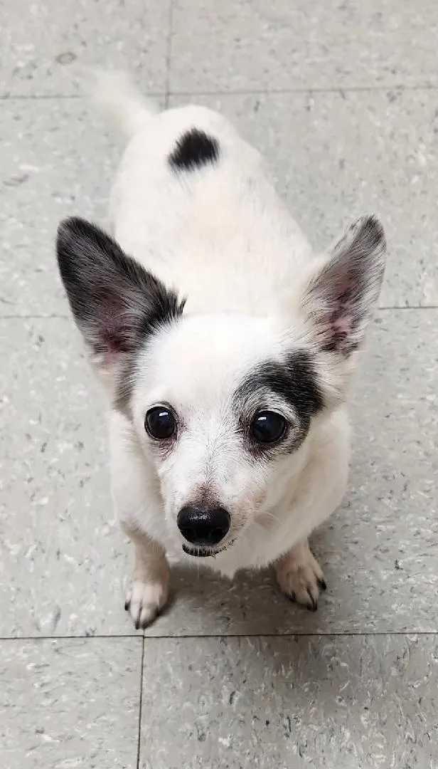 A senior small-sized female Chihuahua dog named Gertie for adoption in Honeoye Falls, NY