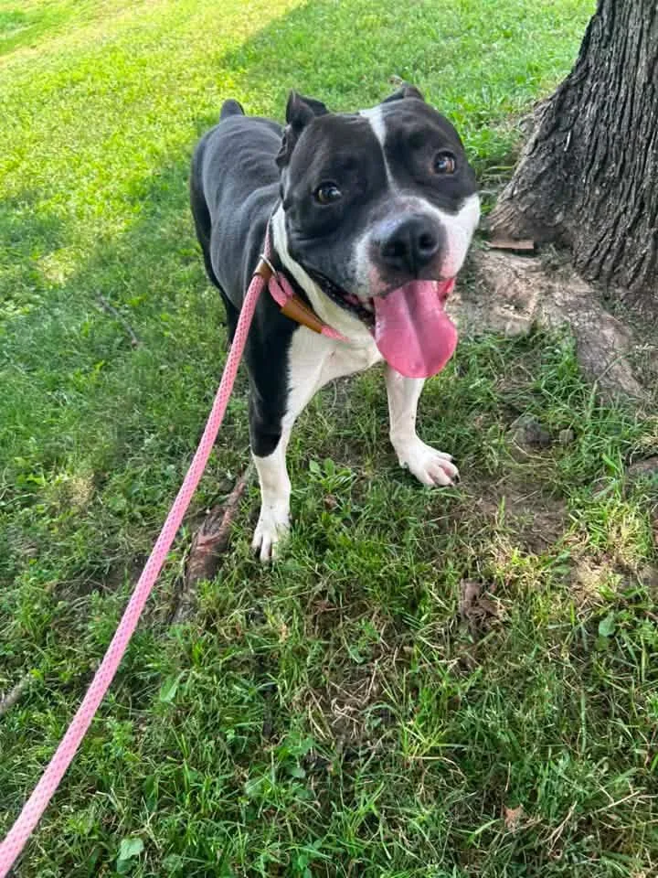 An adult medium-sized male Black Pit Bull Terrier dog named Mykonos for adoption in Chicago, IL
