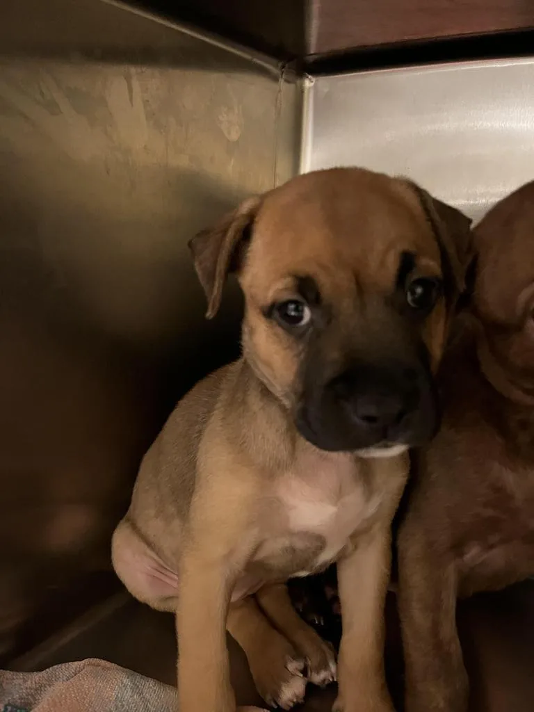 A baby medium-sized male Mixed Breed dog named Emilio for adoption in Florence, SC