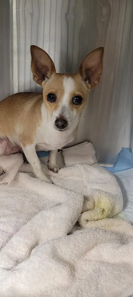 A young small-sized female Chihuahua dog named Pepper for adoption in Chatsworth, CA