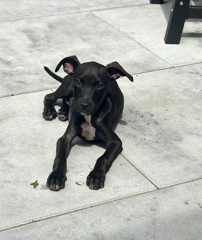 A baby medium-sized female Brown / Chocolate Pit Bull Terrier dog named Zuma for adoption in Greenlawn, NY