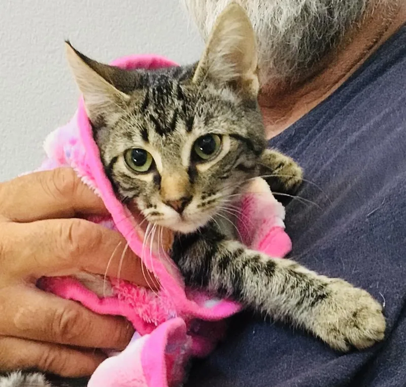 A baby small-sized female Tabby cat named Eclair for adoption in Palmdale, CA